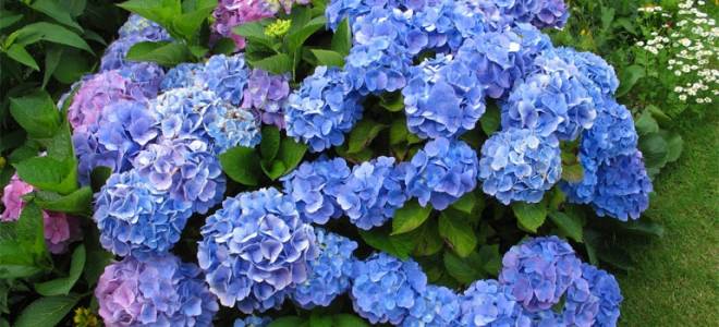 Гортензия шаровидная посадка и уход