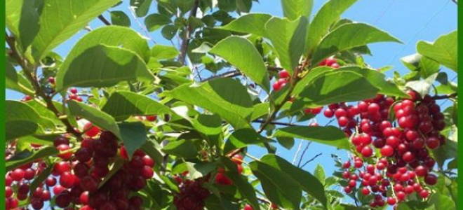 Черемуха красная посадка и уход