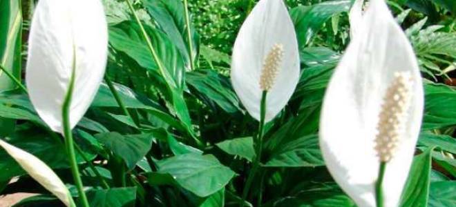 Что сделать чтобы зацвел спатифиллум