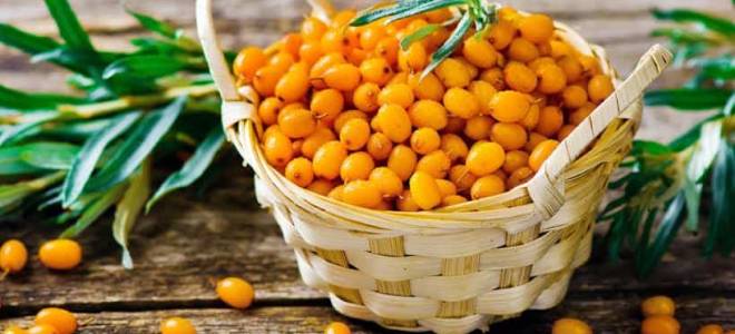 Посадка облепихи осенью