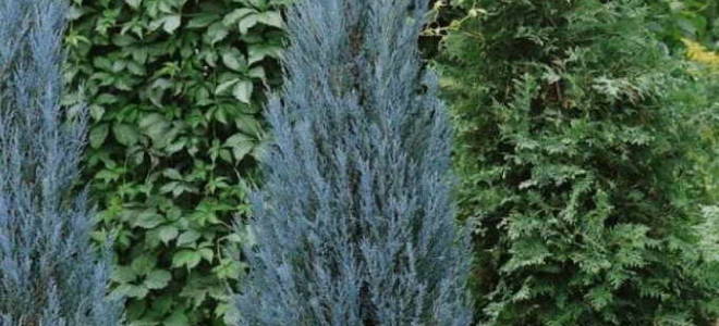 Можжевельник скальный блю эрроу посадка и уход