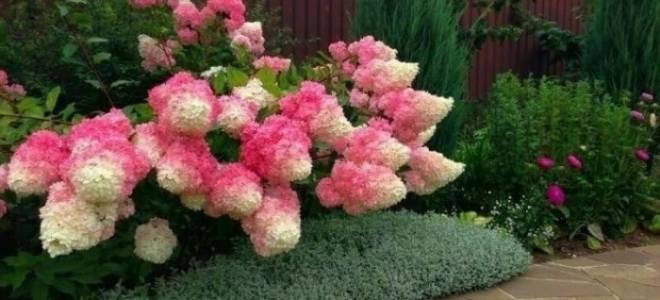 Что лучше посадить вдоль забора внутри участка