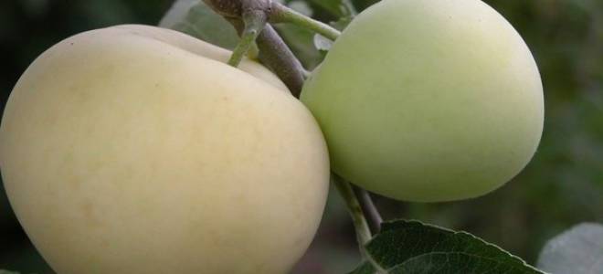 Яблоня белый налив посадка и уход