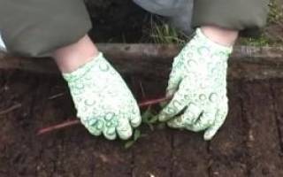 Как вырастить бруснику на садовом участке