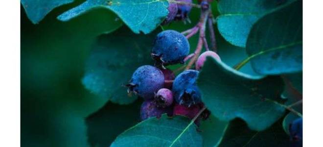 Ирга ягода посадка и уход