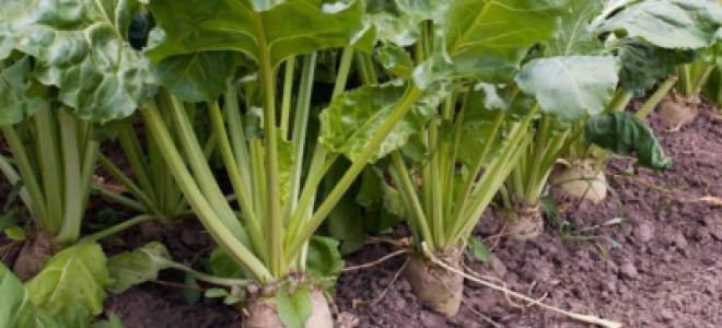 Где растет сахарная свекла в России