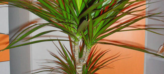 Комнатные цветы драцена уход размножение пересадка