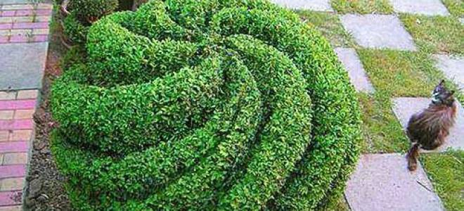 Самшит посадка и уход в домашних условиях