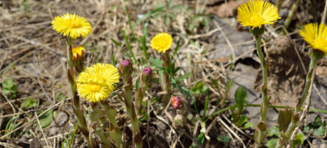 Мать и мачеха формула цветка