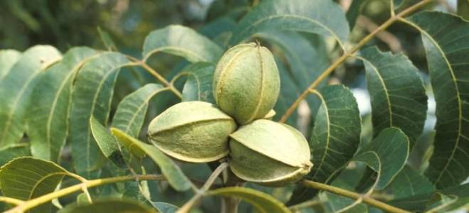 Орех пекан где растет в России