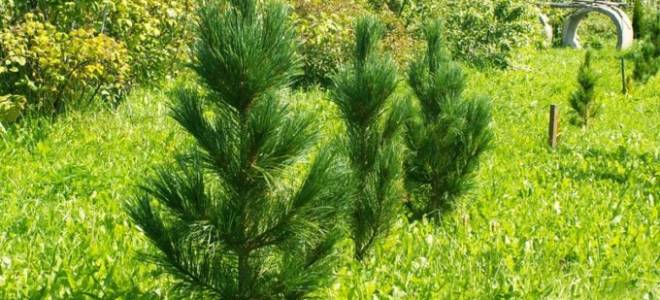 Посадка кедра осенью