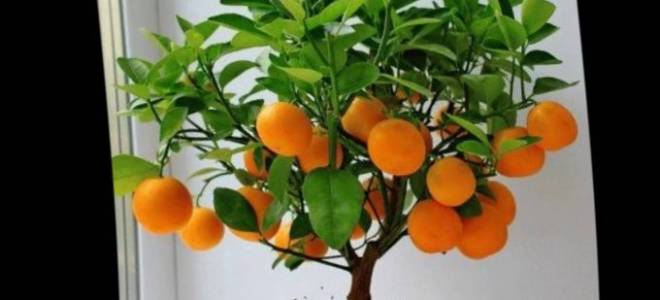 Декоративное мандариновое дерево уход в домашних условиях