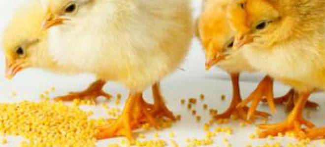 Чем кормить месячных цыплят в домашних условиях