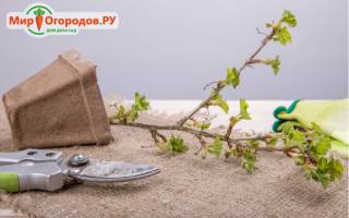 Как размножить крыжовник черенками осенью