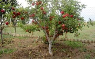 Полукарликовые яблони посадка и уход