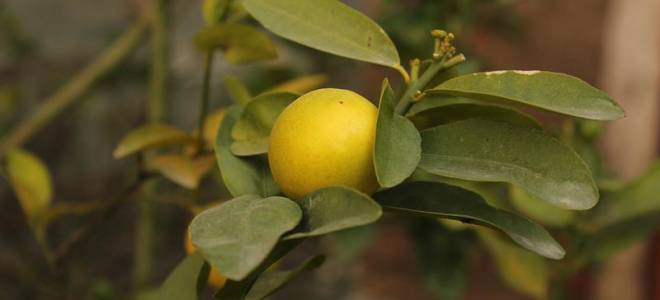 Лимон посадка и уход в домашних условиях