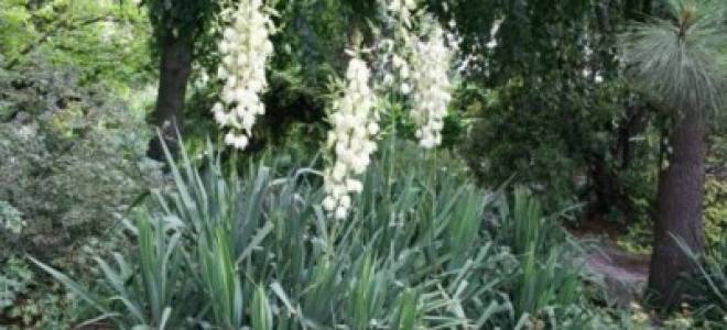 Юкка филаментоза посадка и уход