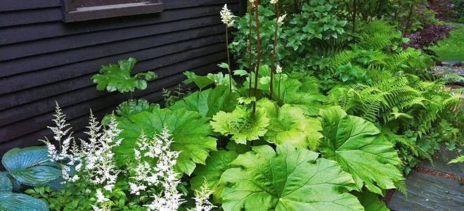 Астильбоидес пластинчатый посадка и уход