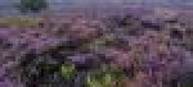 Вереск посадка и уход в подмосковье