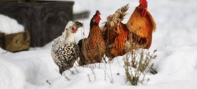 Содержание птицы в теплице зимой