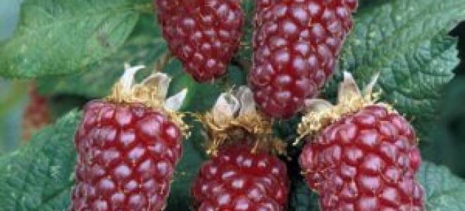 Ежемалина тайбери посадка и уход