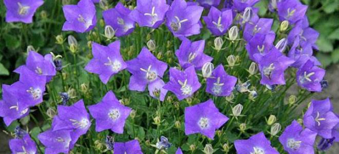 Колокольчик кампанула посадка и уход