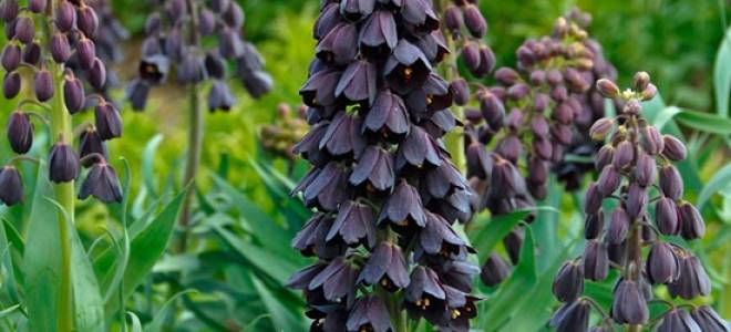 Рябчик персидский посадка и уход