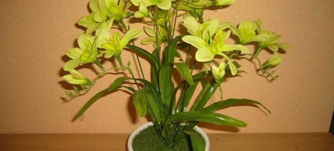 Как вырастить фрезию из луковицы дома