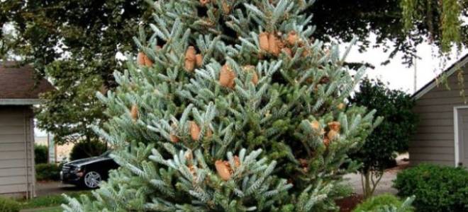 Пихта корейская сильберлок посадка и уход