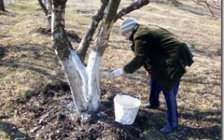 Чем побелить яблони осенью