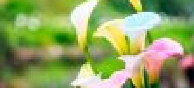 Цветы каллы символизируют