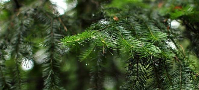Где растет пихта в России