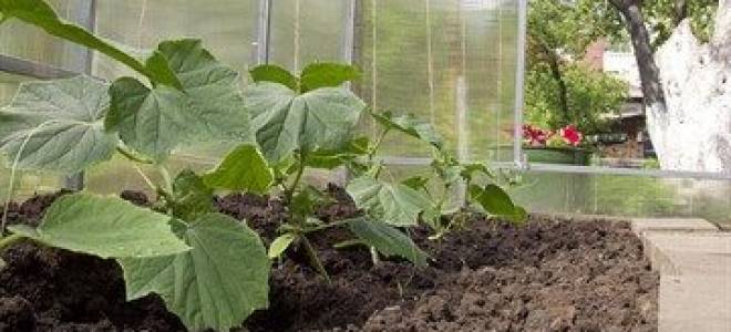 Огурцы в теплице для начинающих