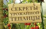 Сидераты что это и как работает