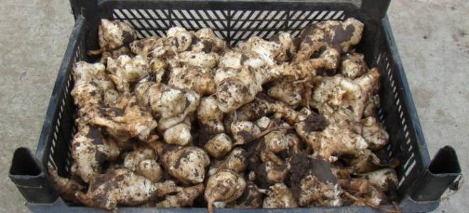 Как посадить топинамбур весной