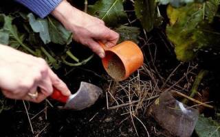 Фосфорное удобрение своими руками