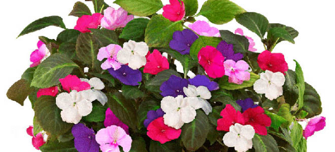 Цветок ванька мокрый уход в домашних условиях