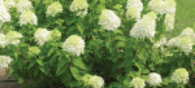Гортензия лаймлайт посадка и уход