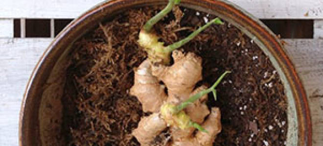 Имбирь как посадить и вырастить