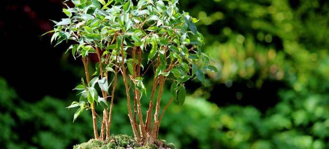 Почему фикус бенджамина сбрасывает листья что делать