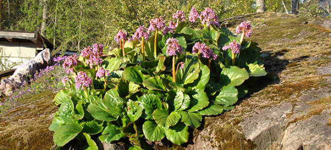 Бадан посадка и уход в открытом грунте