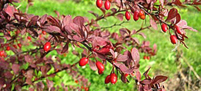 Барбарис красный посадка и уход