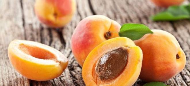 Абрикос из косточки посадка и уход