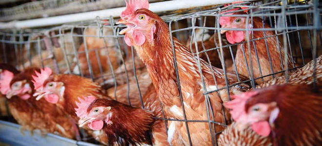 Клеточное содержание кур несушек плотность посадки