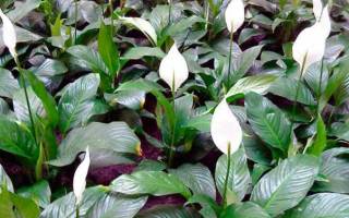 Посадка спатифиллума в домашних условиях