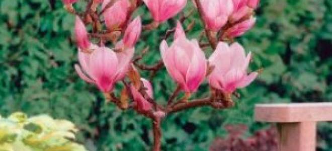 Посадка магнолии осенью