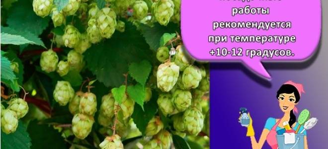 Как вырастить хмель на даче