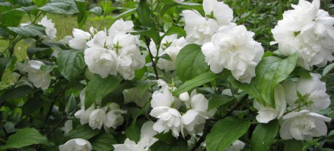 Жасмин чубушник посадка и уход