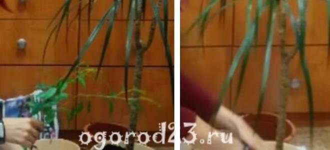 Фикус посадка и уход в домашних условиях