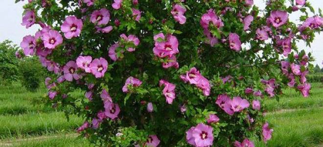 Сирийская роза посадка и уход